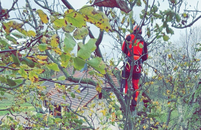 Baumpflege Rückschnitt eines Walnuss-Baumes mit Seilklettertechnik