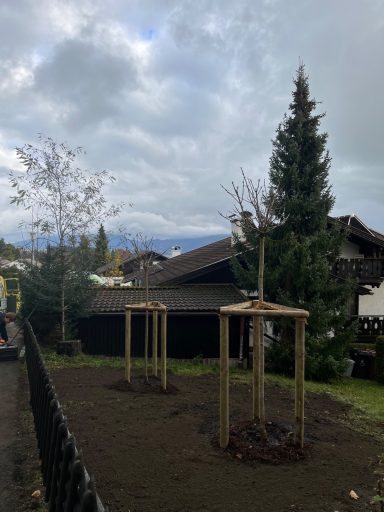 Baumpflanzung in Wohnanlage mit Kugel-Ahorn, Baumfällung einer Zeder, Baumpflege eines Walnuss und Baumfällung von Fichten mit Hubsteiger